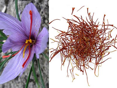 Iran Saffron