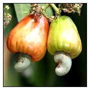 Cashew Nut Tree