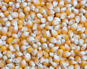 Maize, Application : Ready-to-eat