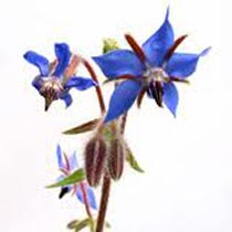 Borage Carrier Oil