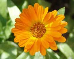 Calendula Essential Oil