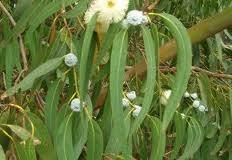 Eucalyptus Globulus Essential Oil