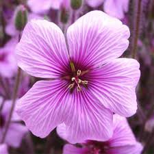 Geranium Essential Oil