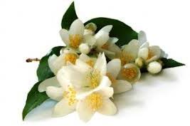 Jasmine Grandi Essential Oil