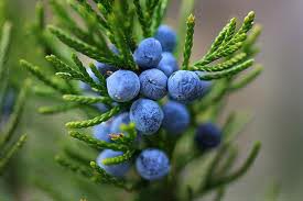 Juniper Berry Essential Oil