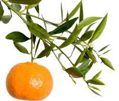 Mandarin Essential Oil