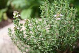 Thyme Essential Oil