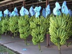 Fresh Green Cavendish Banana