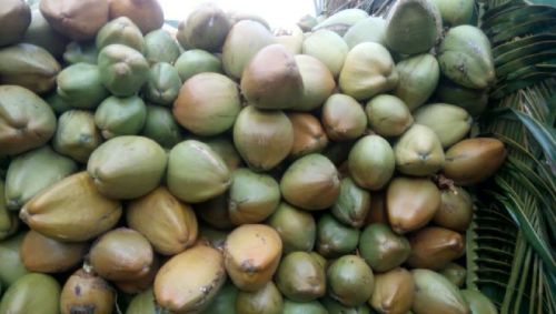 Tender Coconut, Purity : 99%, Packaging Type : Green