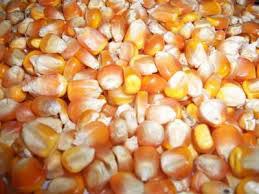 Yellow maize, Moisture Ratio : 14% Aproxx