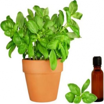 Basil Oil