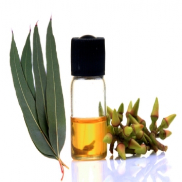 Eucalyptus Oil