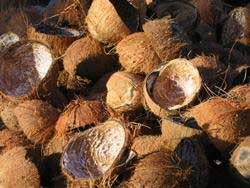 Coconut Shells