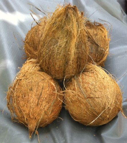 Organic Coconut, Color : Brown