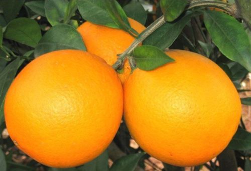 Fresh-Fruit-Navel-Orange