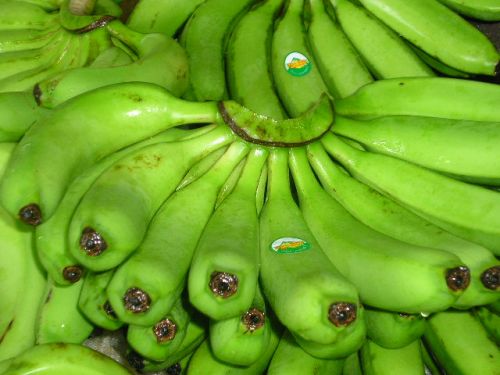 Green and Yellow Grade A Cavandish Banana