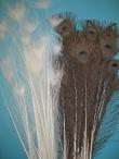 Peacock feathers