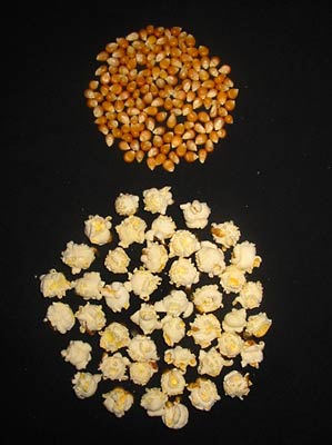 Mushroom, Hot Air Popcorn