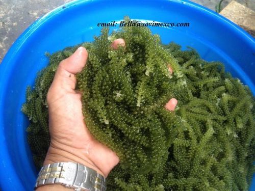 Natural Dried Sea Grapes, Brand Name : Sovimex