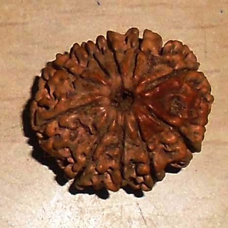 Natural Wood Beads 10 Mukhi Rudraksha, For Religious, Variety : 1-5Mukhi, 5-10Mukhi