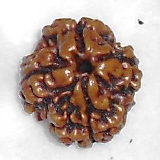 4 Mukhi Rudraksha, Gender : Female, Male