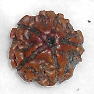 Natural Wood Beads 5 Mukhi Rudraksha, For Religious, Variety : 1-5Mukhi, 5-10Mukhi