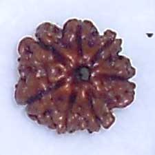 Natural Wood Beads 7 Mukhi Rudraksha, For Religious, Variety : 1-5Mukhi, 5-10Mukhi