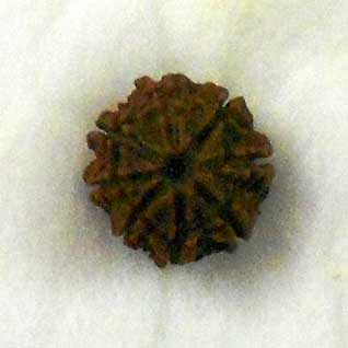 Natural Wood Beads 8 Mukhi Rudraksha, For Religious, Variety : 1-5Mukhi, 5-10Mukhi