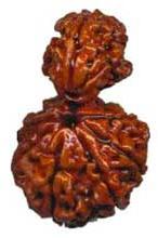 Natural Wood Beads Garbh Gauri Rudraksha, For Religious, Variety : 1-5Mukhi, 5-10Mukhi