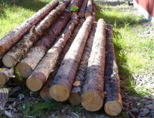 Pine Wood Logs, Material : Pine Wood