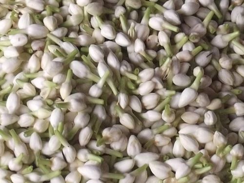 Fresh White Madurai Jasmine Flower For Decorative, Garlands