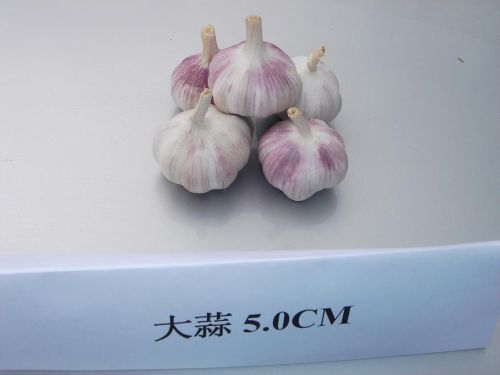 Normal White Garlic 5.0cm, Brand Name : MANWEI
