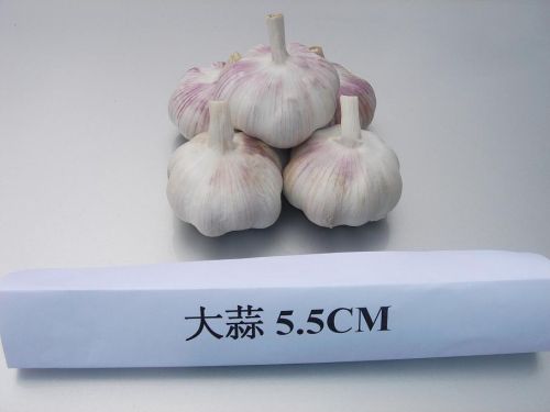 Normal White Garlic 5.5cm