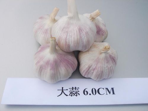 Normal White Garlic 6.0cm