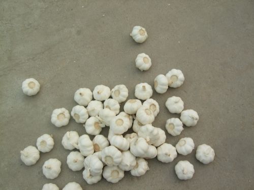 Pure White Garlic 5.0cm, Brand Name : MANWEI, Grade : first class