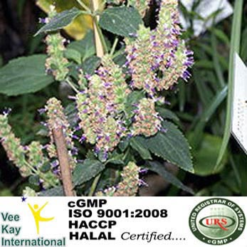 Patchouli Oil, Feature : Fine Purity, Freshness