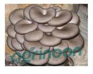 Fresh White Beech Mushroom