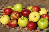 Fresh apple, Usage/Application : Direct Consumption,Cooking, Baking