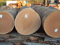 Teak Logs, Oka Logs