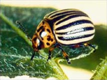 Agricultural Insecticides