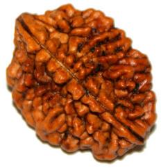 Two Face Rudraksha