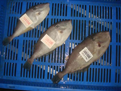 Frozen Leather Jacket Whole Round Fish, For Human Consumption, Making Medicine, Feature : Good For Health