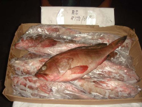 Frozen Reef Cod Whole Fish, For Household, Mess, Restaurant, Feature : High Nutrition, High Protein