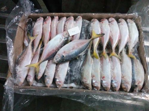 Frozen Yellow Tail Scad Fish, For Human Consumption, Making Medicine, Feature : Good For Health, Non Harmful