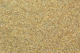 Organic Pearl Millet Seeds, For Cattle Feed, Cooking, Packaging Type : Gunny Bag, Plastic Bag