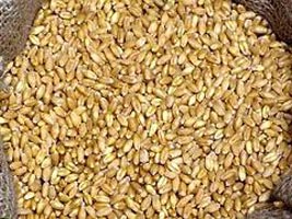 Organic Wheat Seeds, For Beverage, Flour, Purity : 99%