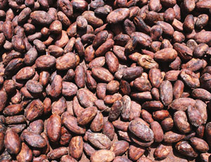 Cocoa beans, Material : Cocoa Beans