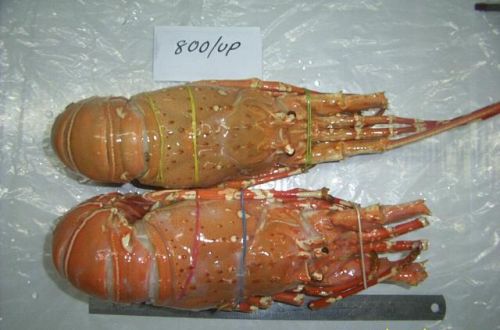 Cooked Frozen Lobster (Jasus Lalandii)