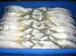 Indian mackerel fish