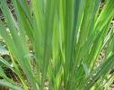 Lemongrass Leaves